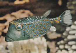 POISSON(OSTRACION CUBICUS) - Vissen & Schaaldieren