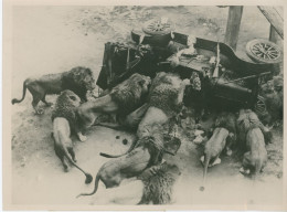 Photo Lions En 1934 Qui Dévorent Des Mannequins Déguisés En Chasseur Dans Une Voiture - Sonstige & Ohne Zuordnung