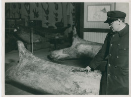 Photo Canal Nourricier Dansune Maxillaire De Baleine,photo De Lucien Beaugers,18/24 - Autres & Non Classés