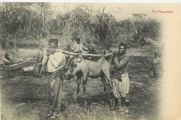 AFRIQUE CONGO FRANCAIS - Un Phacochère - Congo Français