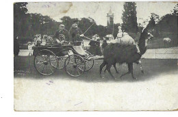 Carte Postale Paris : Promenade Au Parc En Attelage Lama En Compagnie D'un Singe  1926 - Parques, Jardines