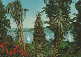 28839 - Mainau (Insel) - Dracaenengruppe - Ca. 1980 - Konstanz