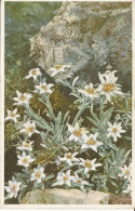 PC38852 Leontopodium Alpinum. Photochromie. Serie 548. No 1220. 1929. B. Hopkins - Welt