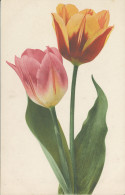 PC38928 Old Postcard. Tulips. Gesetzlich Geschutzt. Rommel. No 544. B. Hopkins - Welt