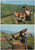 Gf. VENDANGES. 2 Cartes 836 & 859 - Vines