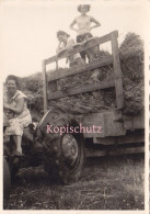 Altes Foto  Vintage.3 Frauen Landwirtschaft  (  B8  ) - Anonyme Personen