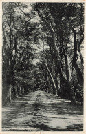 PAYS-BAS - LaagSoeren - Spanjaardslaan - Vue Sur Une Route - Arbres - Carte Postale Ancienne - Rheden