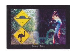 Australien / Australia: Ansichtskarte [AK] 'Vögel – Kasuare, Casuarius' / Postcard 'Birds – Cassowary', Gebraucht / Used - Birds