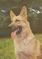 AK 210658 DOG / HUND - Dogs