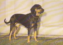 AK 210661 DOG / HUND - Polnische Bracke - Chiens