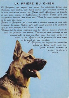 AK 210680 DOG / HUND - Dogs
