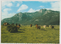 Australia TASMANIA TAS Cattle & Mt Strzelecki FLINDERS ISLAND Nucolorvue FL25 Postcard C1970s - Altri & Non Classificati