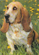 AK 210687 DOG / HUND - Basset - Chiens