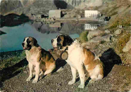 Animaux - Chiens - Saint Bernard - Col Du Grand Saint Bernard - CPM - Voir Scans Recto-Verso - Dogs