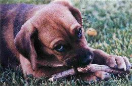 Animaux - Chiens - CPM - Voir Scans Recto-Verso - Dogs