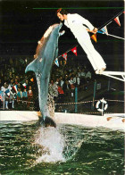 Animaux - Dauphin - Dolphin - Europa-Park - Delphin- Show Mit Trainer - CPM - Voir Scans Recto-Verso - Delfini