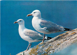 Animaux - Oiseaux - Oiseaux De Mer - Goélands Argentés - CPM - Voir Scans Recto-Verso - Birds