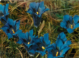 Fleurs - CPM - Voir Scans Recto-Verso - Flowers