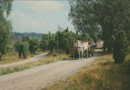 98245 - Lüneburger Heide - Ausfahrt In Der Heidekutsche - Ca. 1975 - Lüneburger Heide