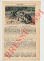 4 Vues Humour Chat Animal Escarbot Symmons Dadd (Lucane Insecte) Paris Tonkin Bonvalot Henri D'Orléans Tibet Expédition - Non Classés