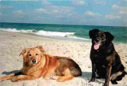 Animaux - Chiens - Labrador - CPM - Voir Scans Recto-Verso - Chiens