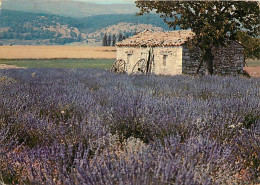 Fleurs - Champs De Lavande - Provence - CPM - Voir Scans Recto-Verso - Fiori