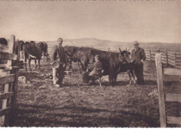 CPSM 15 @ CANTAL - La Traite Des Vaches En Montagne Près D'un Buron - Autres & Non Classés