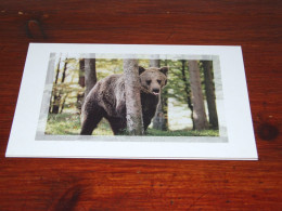 73373-         DOUBLE CARD - BEREN / BEARS / BÄREN / OURS / ORSI - Bears