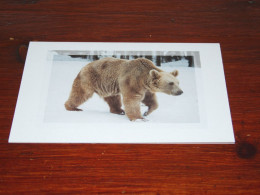 73374-         DOUBLE CARD - BEREN / BEARS / BÄREN / OURS / ORSI - Ours
