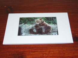 73375-         DOUBLE CARD - BEREN / BEARS / BÄREN / OURS / ORSI - Beren