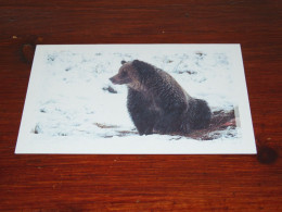73377-         DOUBLE CARD - BEREN / BEARS / BÄREN / OURS / ORSI - Bears