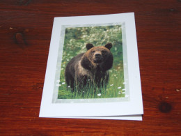 73378-         DOUBLE CARD - BEREN / BEARS / BÄREN / OURS / ORSI - Bears