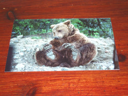 73379-         DOUBLE CARD - BEREN / BEARS / BÄREN / OURS / ORSI - Bears