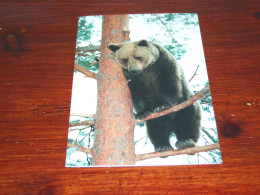 73381-         DOUBLE CARD - BEREN / BEARS / BÄREN / OURS / ORSI - Orsi