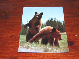 73386-          BEREN / BEARS / BÄREN / OURS / ORSI - Beren