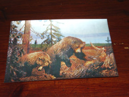 73388-          3D CARD - BEREN / BEARS / BÄREN / OURS / ORSI - Bears