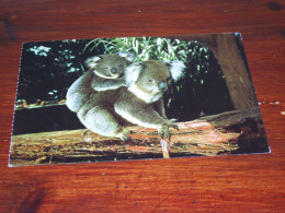 73395-            KOALA - BEREN / BEARS / BÄREN / OURS / ORSI - Bears