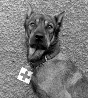 RAR ! Allemande Carte Photo / Portrait  Sanitätshund /Ambulance Chien / Red Cross Dog WWI 14-18 - Weltkrieg 1914-18