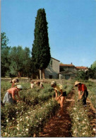 Cueillette Du Jasmin.   -    Cachet Postal. Aout 1975 - Provence-Alpes-Côte D'Azur