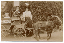 Carriole Tirée Par Une Chèvre. Carte Photo Non Située. 1911 - Gruppi Di Bambini & Famiglie