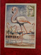 Carte Fdc Maxi 1970 PARIS ANNEE EUROPENNE DE LA NATURE FLAMAND ROSE - 1970-1979