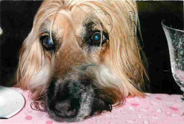 Animaux - Chiens - CPM - Voir Scans Recto-Verso - Chiens