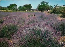 Fleurs - Champs De Lavande - Provence - CPM - Voir Scans Recto-Verso - Flowers