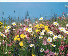 Fleurs - CPM - Voir Scans Recto-Verso - Fiori