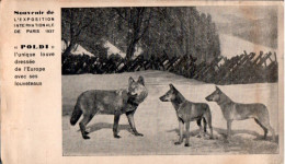 Carte Exposition Internationale De Paris 1937 : "Poldi"  Dressée En Chien Policier : Louve Avec Ses Louveteaux - Autres & Non Classés