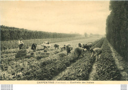 CARPENTRAS CUEILLETTE DES FRAISES - Bauern