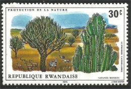 777 Rwanda Arbre Tree Baum Cactus (RWA-277) - Arbres