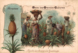 CHROMO CHICOREE EXTRA A LA BELLE JARDINIERE BERIOT DANS LES GRANDES CULTURES L'ANANAS RECOLTE DES ANANAS A LA GUADELOUPE - Tea & Coffee Manufacturers