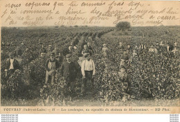 VOUVRAY LES VENDANGES - Vigne