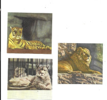 DW40 - IMAGES FAMILIA - LIONS - Other & Unclassified